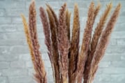 Mini Pampas - Natural