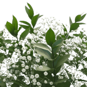 Flower Filler Fresh Natural Gypsophila For Sale