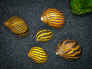 Assorted Nerite Snails (Neritina sp)