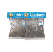 Ladybugs - General Predators