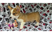 Harmony | Puppies For Sale at Pawrade