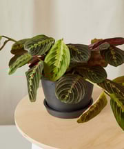 Red Prayer Plant