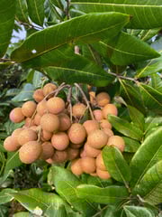 Biew Kiew Longan Tree, Air Layered