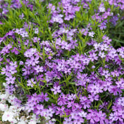 Purple Beauty Creeping Phlox