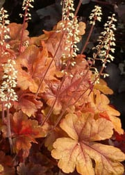 Buttered Rum Heucherella