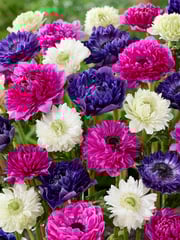 Anemone Crush On You Collection
