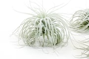 $15 Labor Day Special - XXL Tillandsia Tectorum Ecuador Air Plant