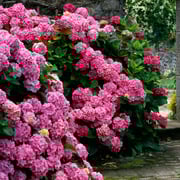 Endless Summer® Summer Crush® Hydrangea