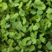 Non-Dormant Alfalfa - Nitrocoated  Seed (lb)