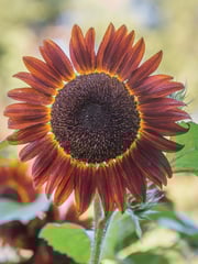 Sunflower, Chianti Hybrid