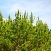Loblolly Pine