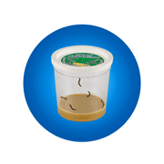 Cup Of Caterpillars™ Basic