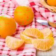 Valencia Orange Tree Grafted