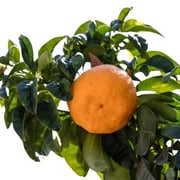 Bouquet de Fleurs Sour Semi-Dwarf Orange Tree