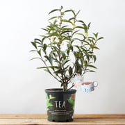 Tea Assamica Plant Camelia Sinensis