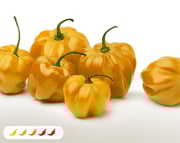 Yellow Scotch Bonnet Hot Pepper (2 Pack)