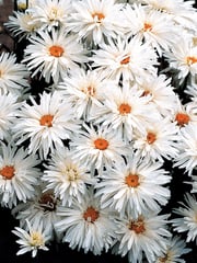 Shasta Daisy, Crazy Daisy