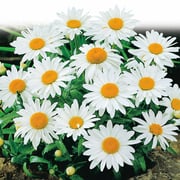 Shasta Daisy, Alaska Seeds Online Edition