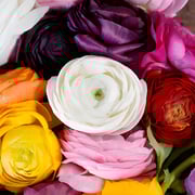 Save The Ranunculus Growers DIY Flower Kit