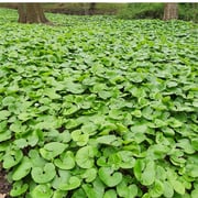 Wild Ginger Plant