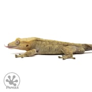Male Tiger Crested Gecko Cr-1915