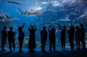 The Florida Aquarium: Entry Ticket