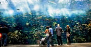 Atlanta: Georgia Aquarium Skip-the-Box-Office Entry Ticket