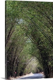 Bamboo Avenue, St. Elizabeth, Jamaica, West Indies, Caribbean Stretched Canvas Print