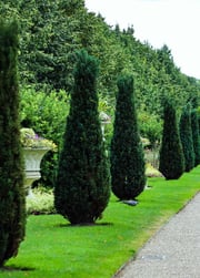 Green Hetzi Columnar Juniper Tree