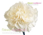 White Carnations