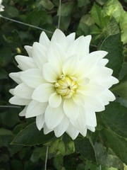 White Dahlias