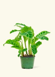 Zebra Calathea, Medium