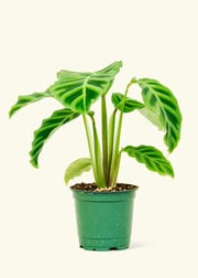 Zebra Calathea, Small