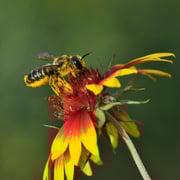 Summer Leafcutter Bees - 200 ct
