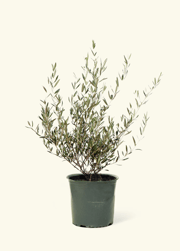 Indoor Olive Tree, XL