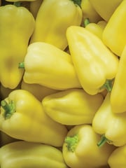 Pepper, Sweet, Slovana Hybrid
