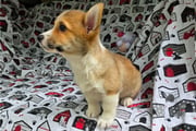 Athena | Puppies For Sale at Pawrade