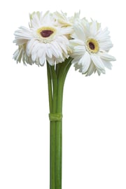 White Gerberas