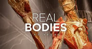 Real Bodies: A Journey Through the Human Experience