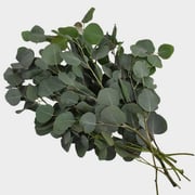 Eucalyptus Silver Dollar Greens