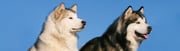 Cheap flights from Los Angeles to Fairbanks