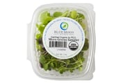 Organic Micro Basil
