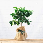 Lemon Tree Gift
