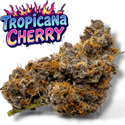 XL Tropicana Cherry Cookies Exotic THCa Flower 10g Jar Hybrid 28%