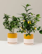 Citrus Lovers Bundle