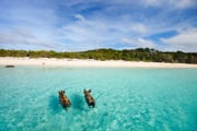 Get United's best fares today on flights to Bahamas