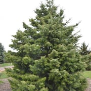 White Fir Seedlings