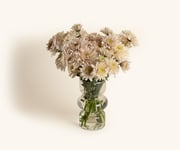 Daisies