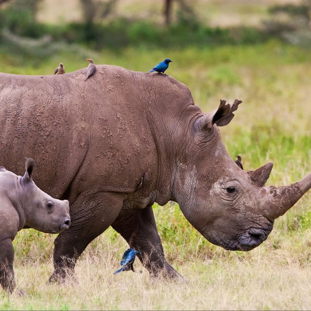 Help Save the Rhino From Extinction