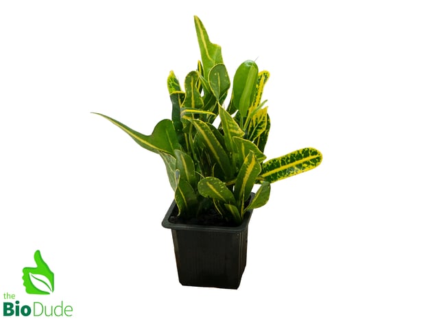 3" Pot Croton Banana